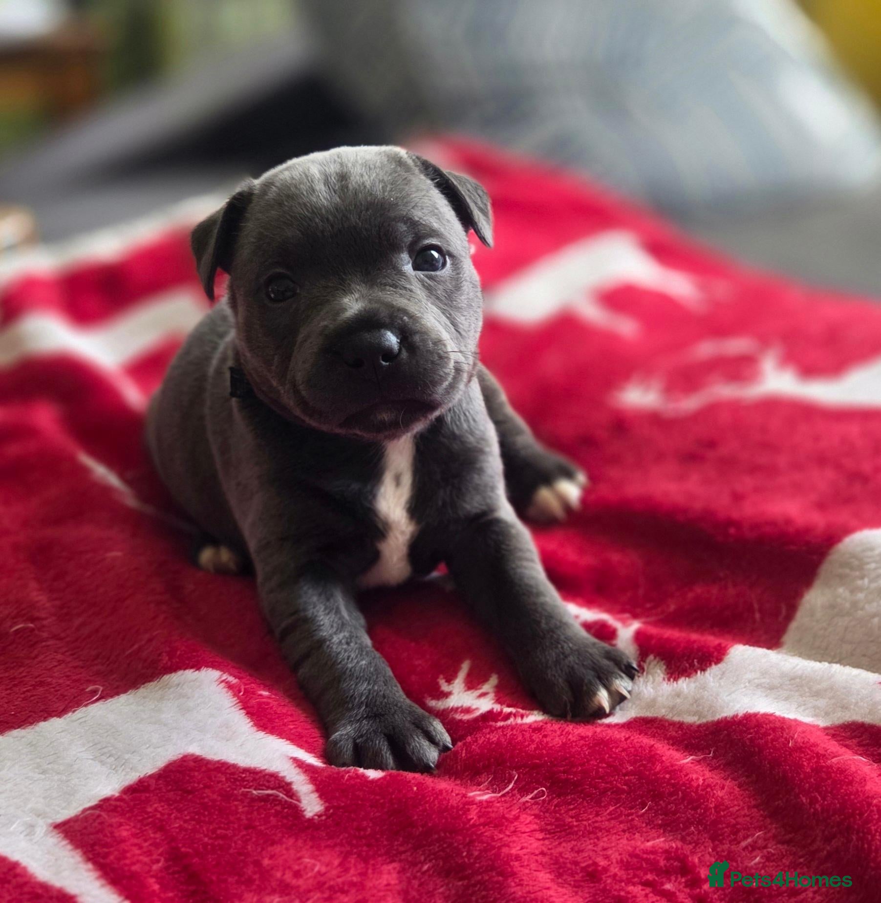 Staffordshire Bull Terrier dogs KC Blue Staffordshire Bull Terrier Puppies - Advert 2