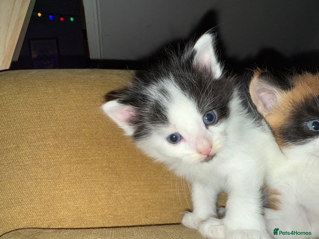 Mixed Breed cats for sale: Beautiful mixed coloured moggies  - Advert 5