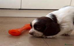 English Springer Spaniel dogs for sale: Calm, engaging Springer spaniel puppies. - Image 6