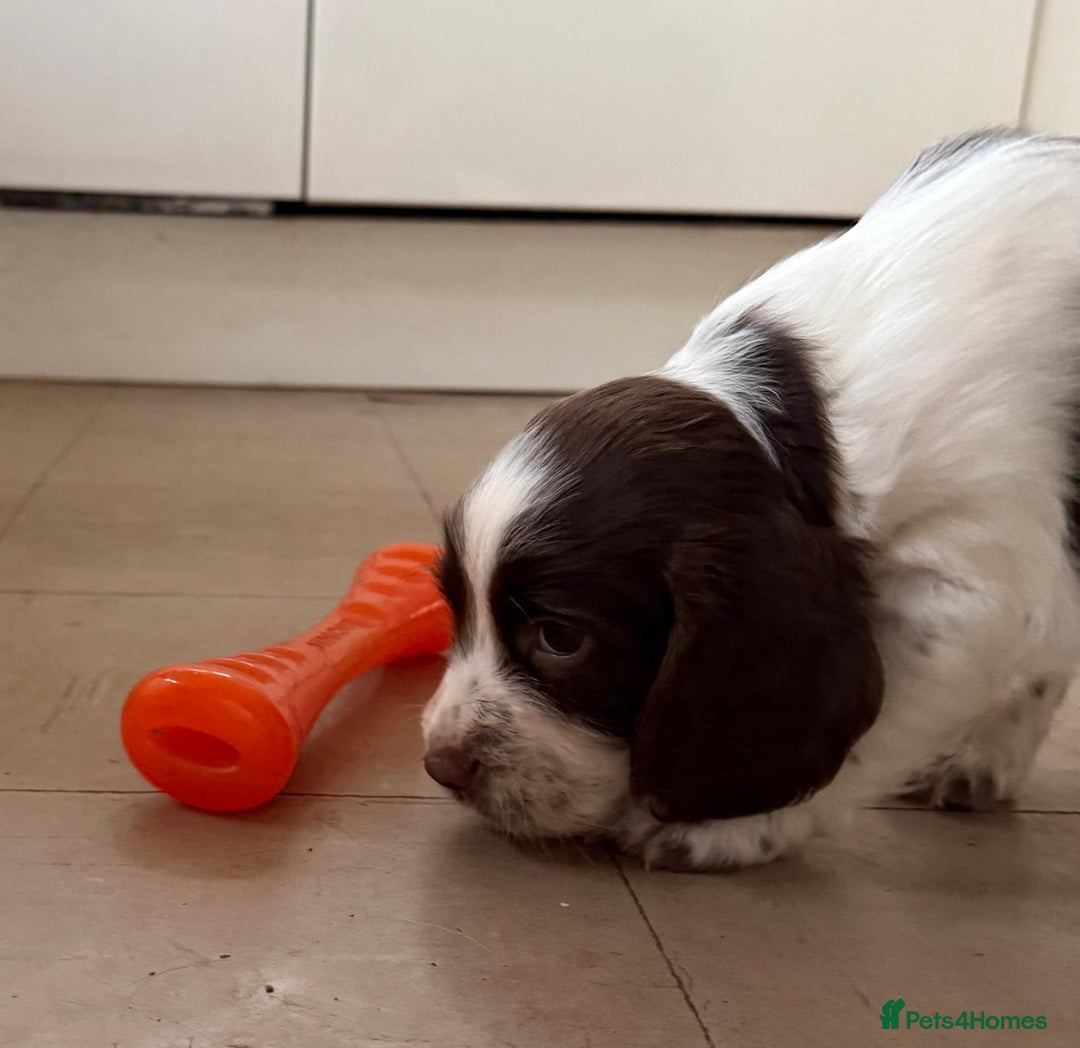 English Springer Spaniel dogs for sale: Calm, engaging Springer spaniel puppies. - Image 6