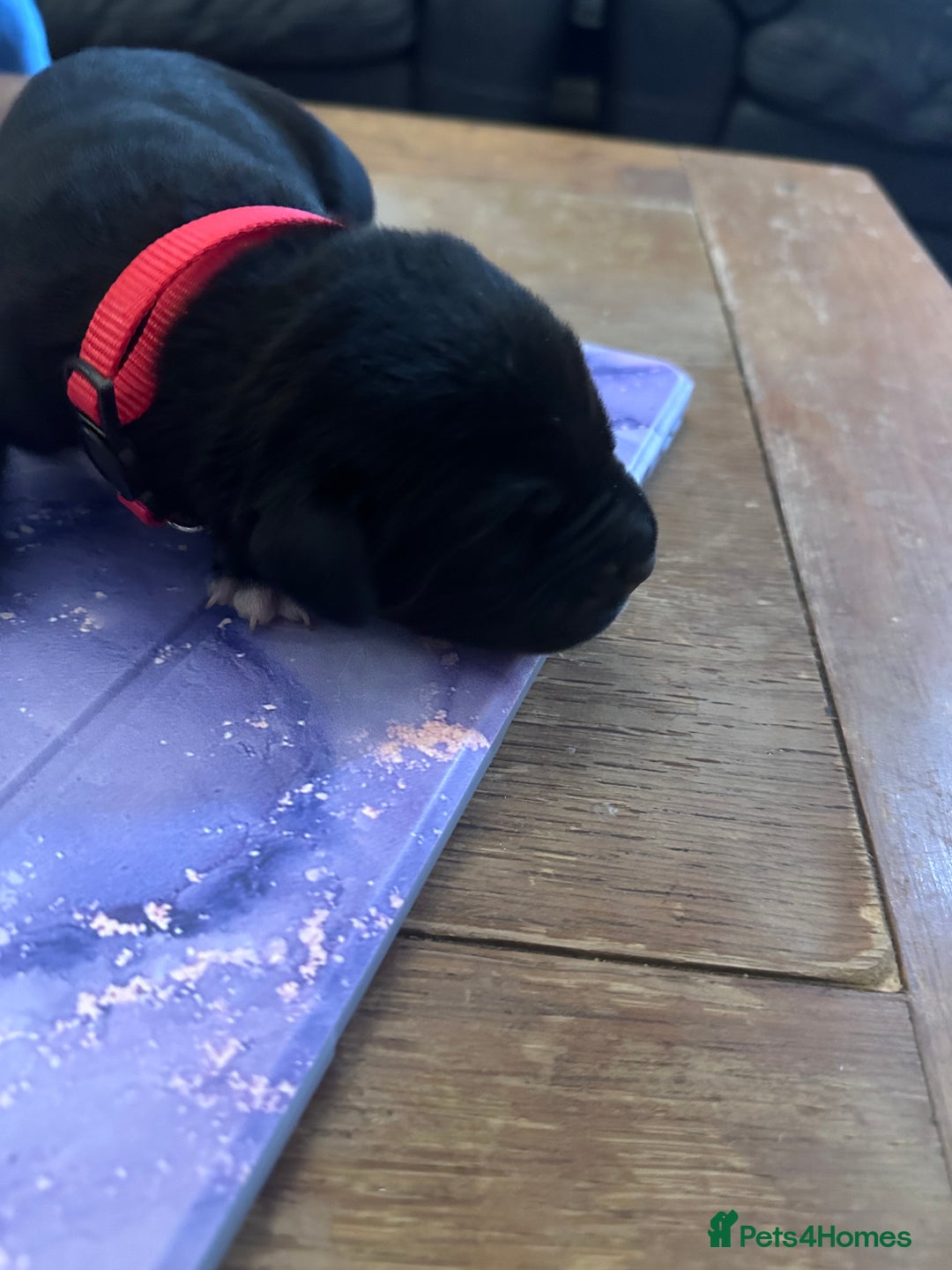 Mixed Breed dogs for sale: Labrador cross Dalmatian puppies - Advert 7
