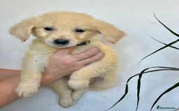 Golden Retriever dogs for sale: 🌟Beautiful champion🏆Golden retriever puppies🌟  - Image 4