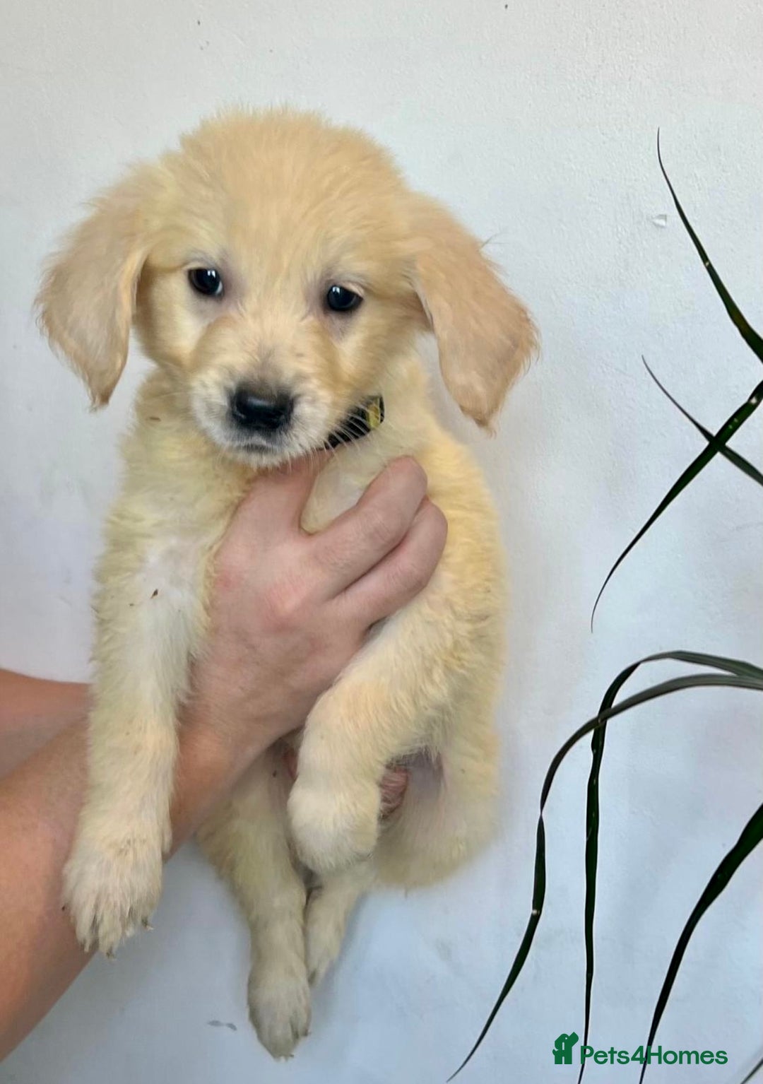 Golden Retriever dogs for sale: 🌟Beautiful champion🏆Golden retriever puppies🌟  - Image 4