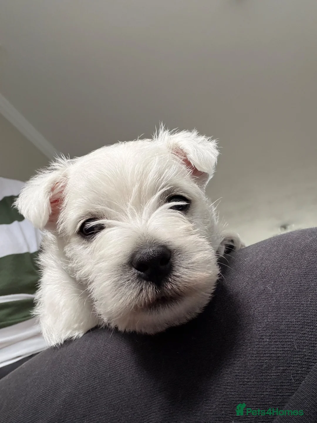 West Highland Terrier dogs for sale: KC registered Westie male pup for sale - Advert 1