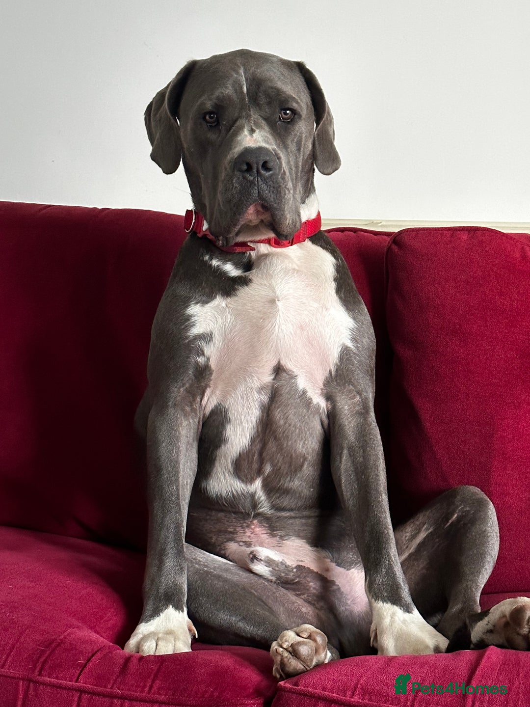 Mastiff dogs for sale: Mastiff dog ( Buddy )  - Advert 9