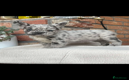 French Bulldog dogs for sale: Fluffy French Bulldog Puppies  - Image 6
