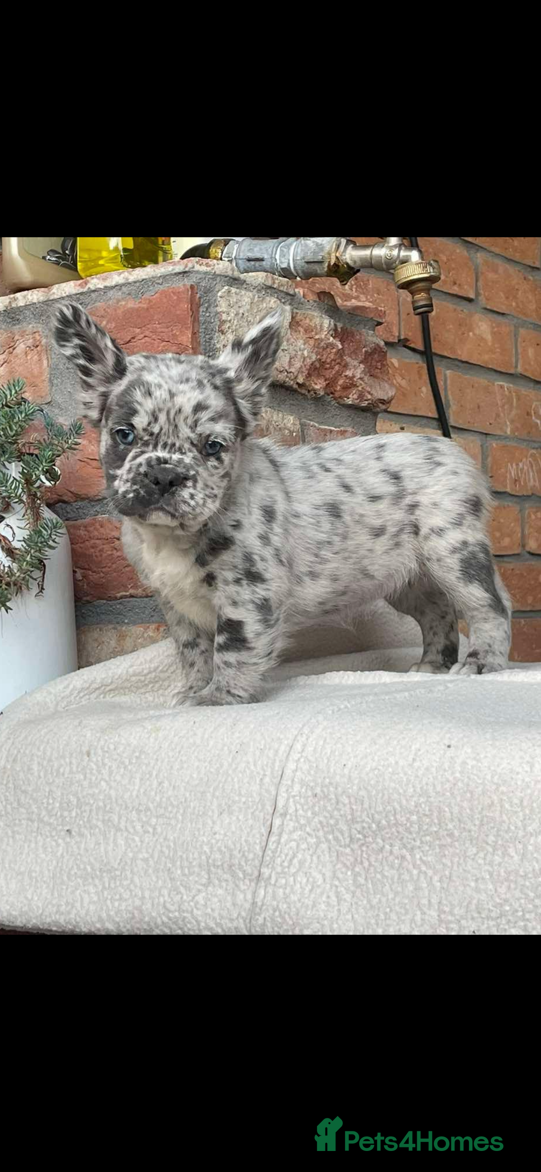 French Bulldog dogs for sale: Fluffy French Bulldog Puppies  - Image 6