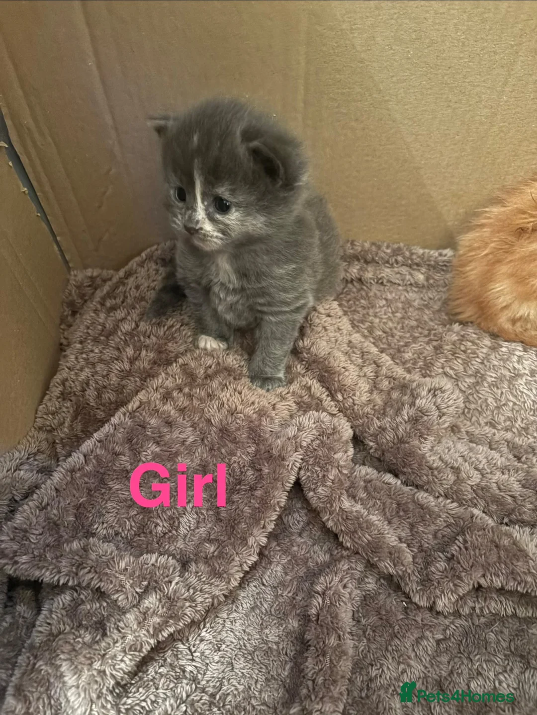 Mixed Breed cats for sale: Mixed Breed Kittens  - Advert 9