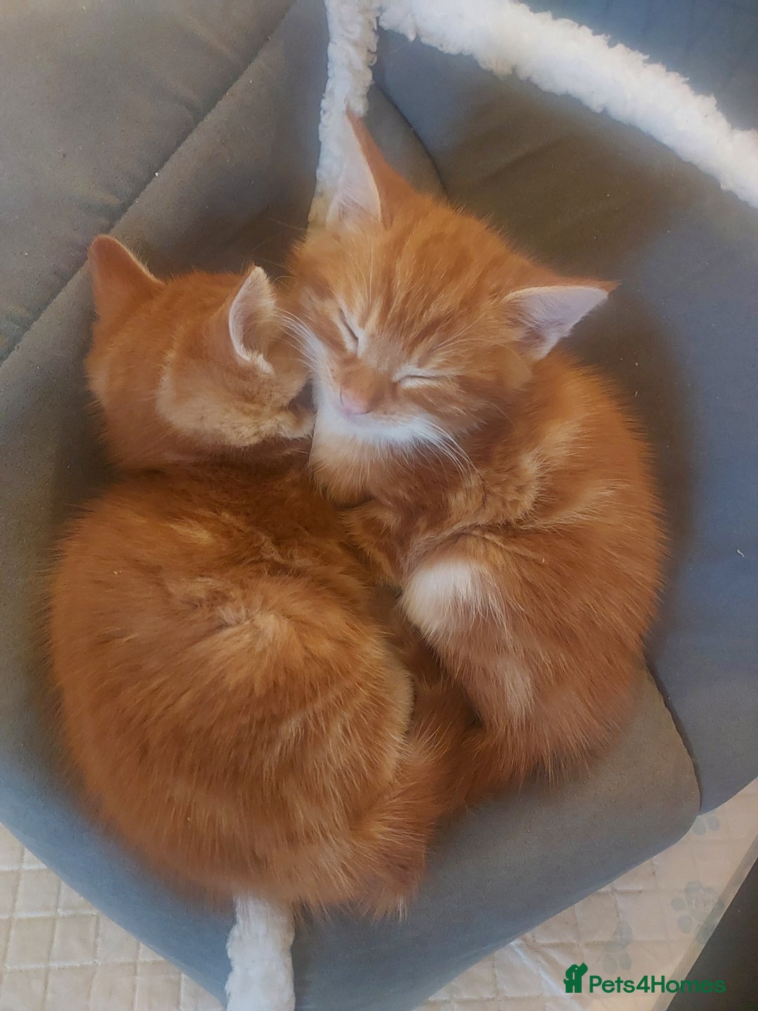 Norwegian Forest Cat cats for sale: Norwegian forest cross kittens - Image 5