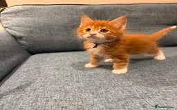 Maine Coon cats for sale: Maine Coon Kittens - Image 24