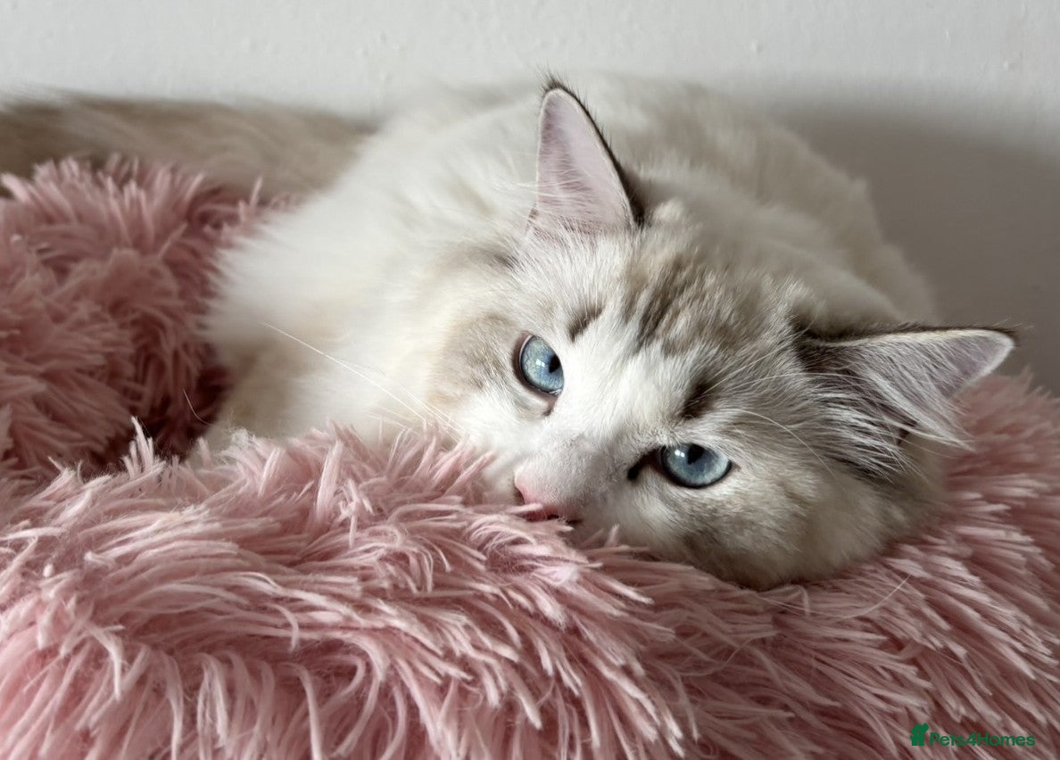Ragdoll cats Two last Boys Pedigree Ragdoll  Available - Advert 6