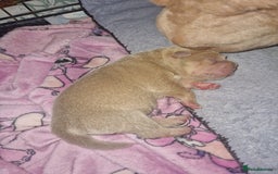Shar Pei dogs for sale: Male Shar peis - Image 3