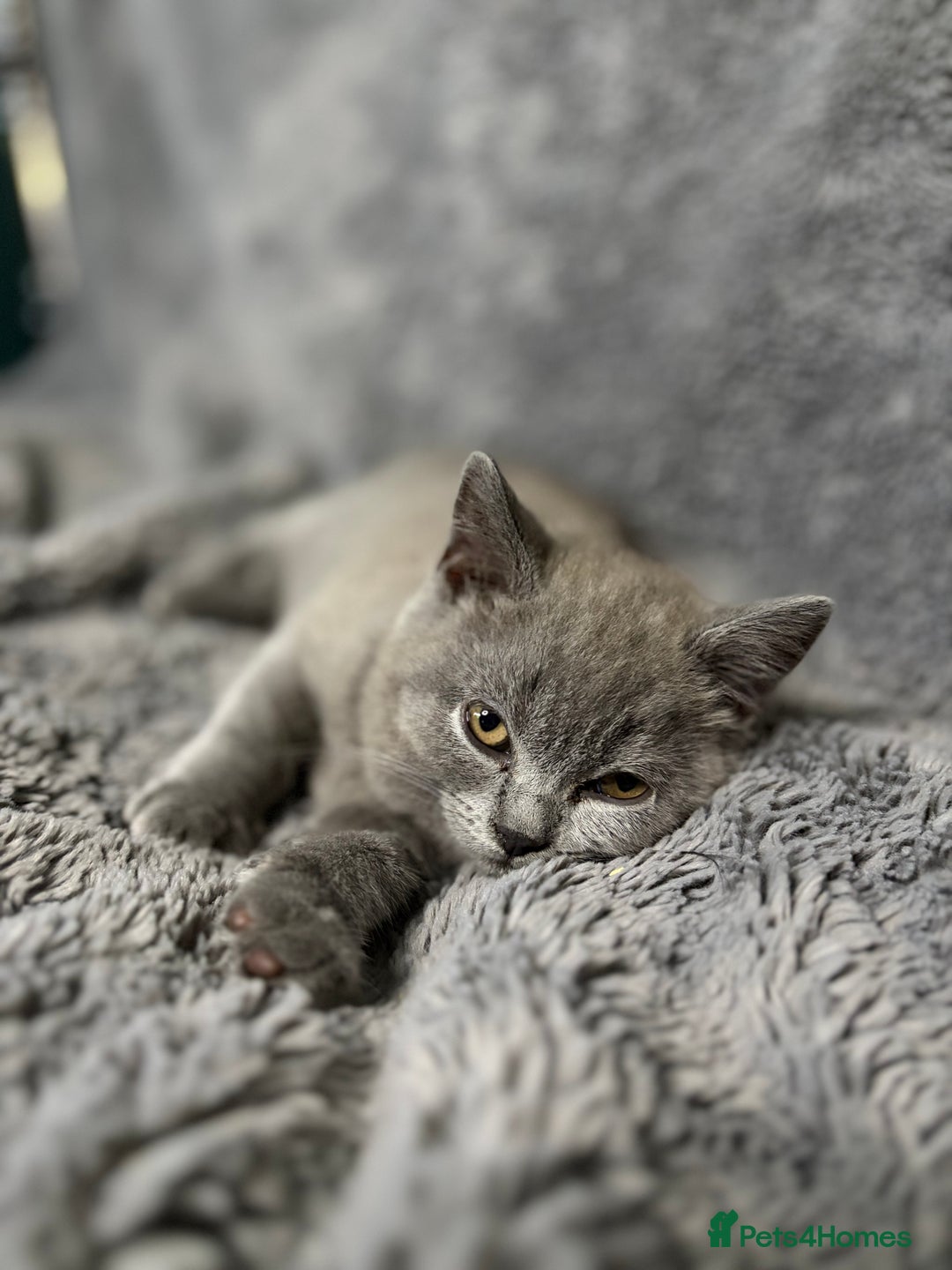 British Shorthair cats for sale: Exceptional British Blue Shorthair Kittens - Advert 4