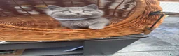 British Shorthair cats for sale: Gorgeous teddy British sh/l hair kittens,GCCF stud - Advert 18