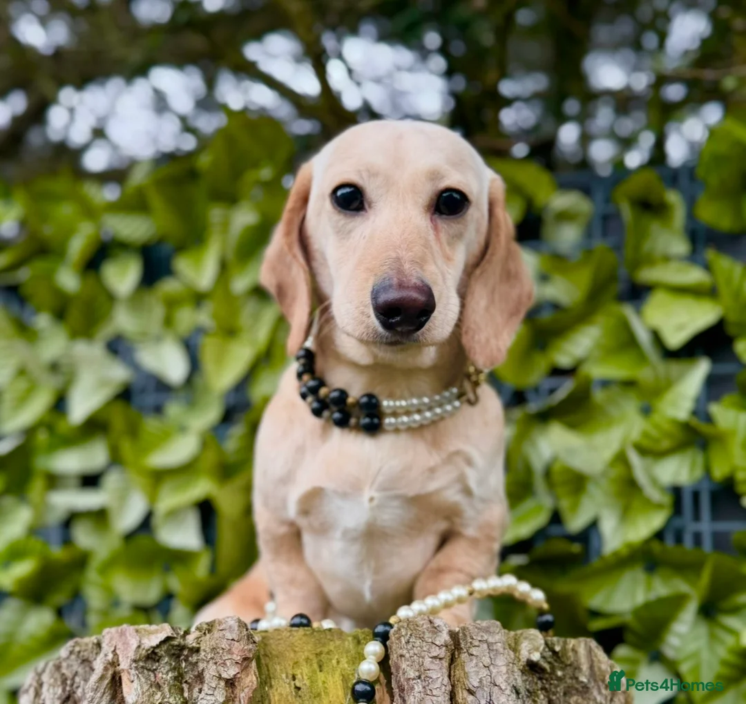 Miniature Dachshund dogs for sale: Award Winning Breeder-KC Stunning cream&lilac dapp - Advert 13