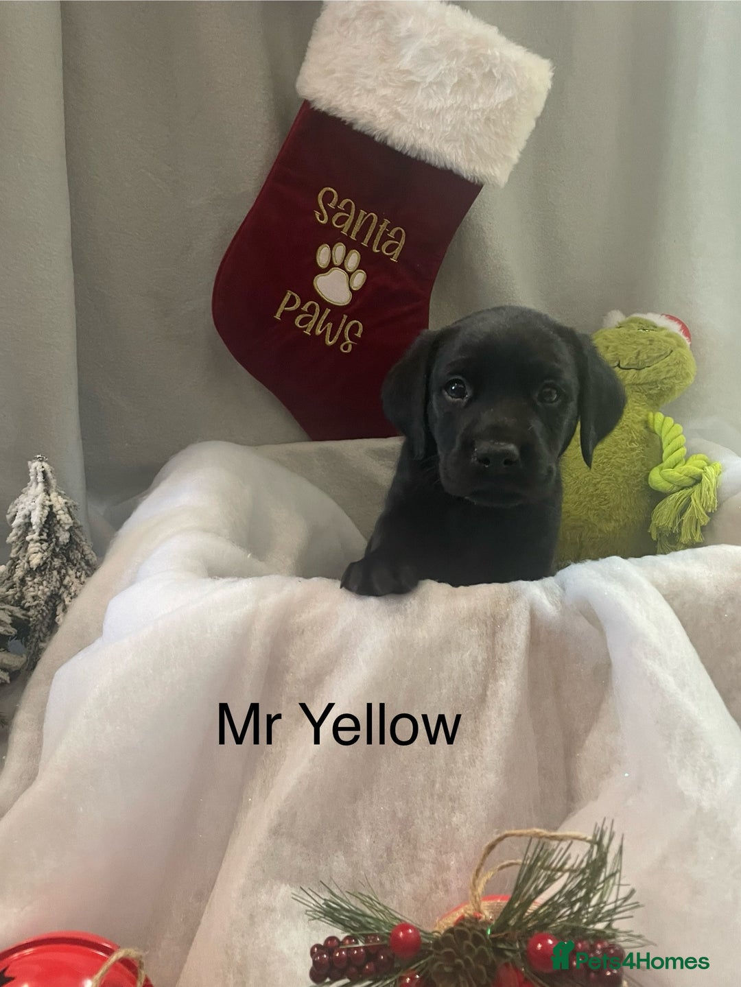 Labrador Retriever dogs for sale: Black and Fox Red KC Health Tested Puppies - Advert 6