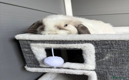 Mini Lop rabbits for sale: Stunning mini lops  - Image 15