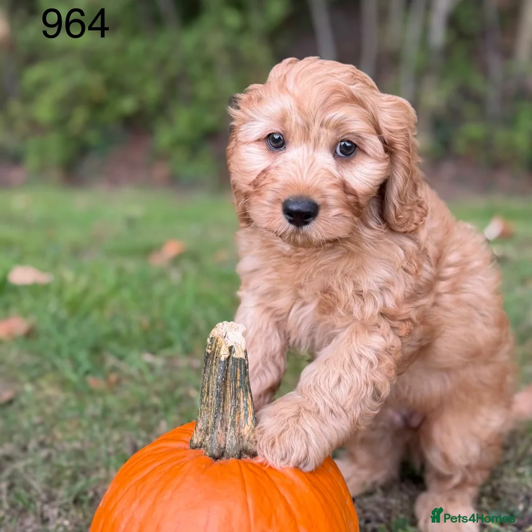 Cavapoo dogs for sale: Cavapoo ready now! - Advert 2