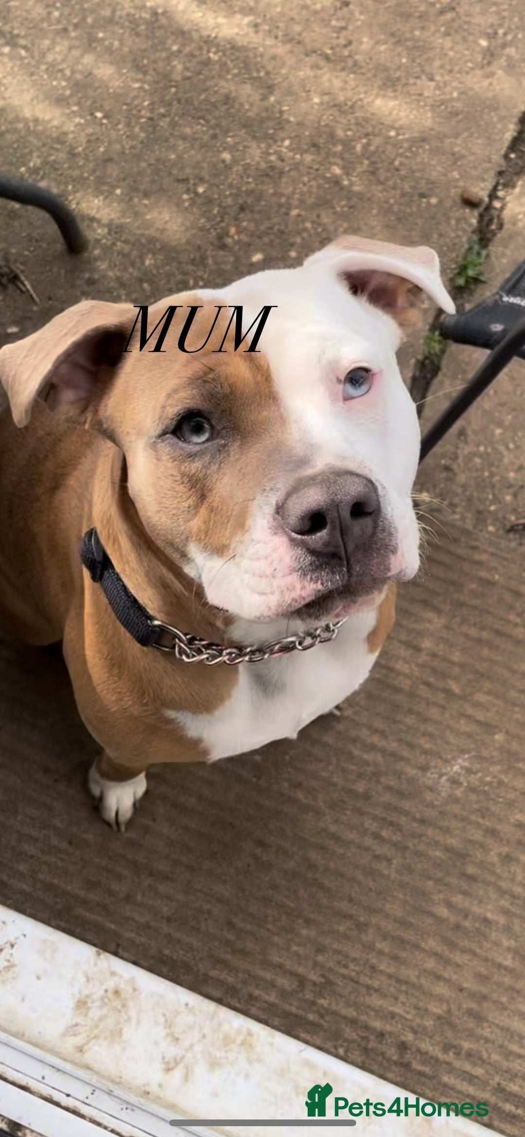 Mixed Breed dogs for sale: Male American Bulldog cross Staffordshire pup - Advert 5