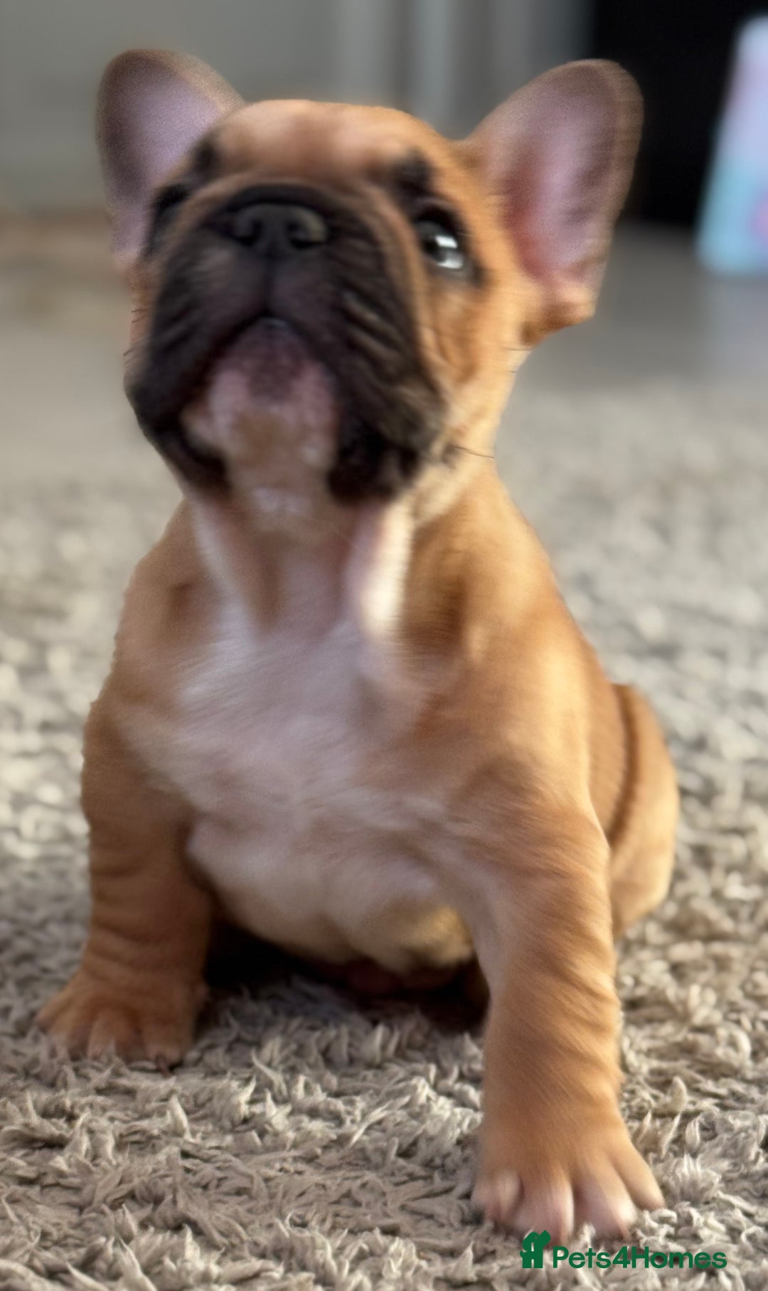French Bulldog dogs for sale:  AMAZING PUPS  - Advert 32