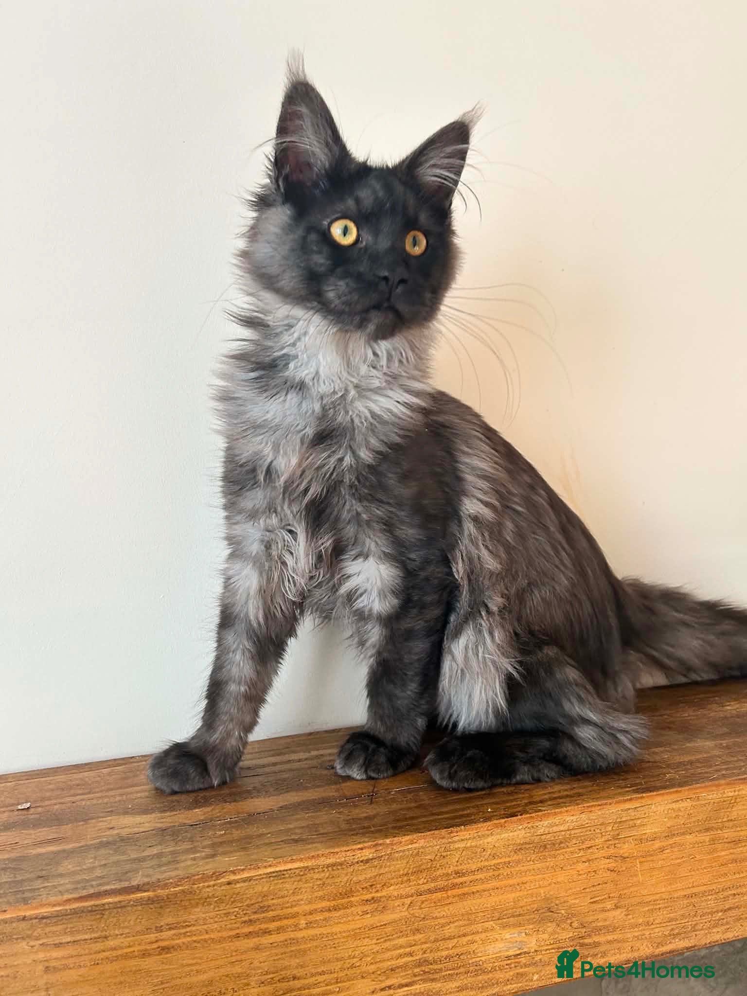 Maine Coon cats ⭐️⭐️TICA REGISTERED BLACK SMOKE MAINECOON BOY⭐️⭐️ - Advert 1