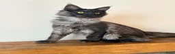 Maine Coon cats for sale: ⭐️⭐️TICA REGISTERED BLACK SMOKE MAINECOON BOY⭐️⭐️ - Advert 1
