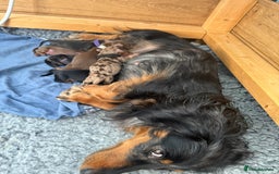 Miniature Dachshund dogs for sale: Pedigree Miniature Long haired Dachshund - Image 8