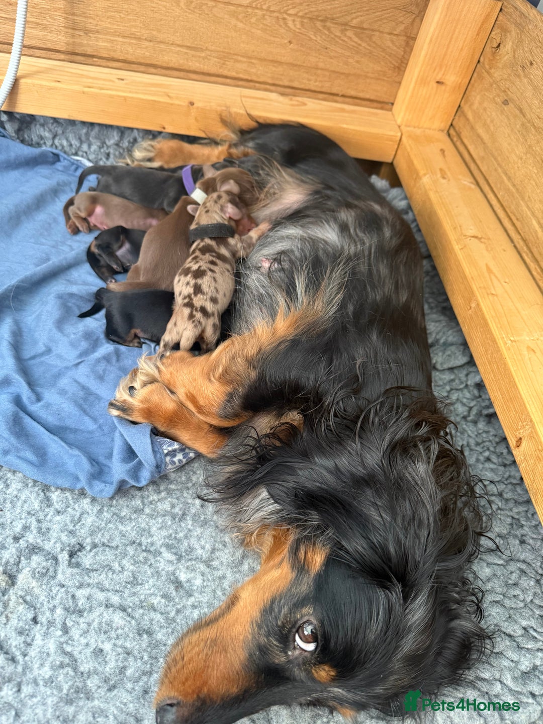 Miniature Dachshund dogs for sale: Pedigree Miniature Long haired Dachshund - Image 8