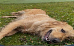 Golden Retriever dogs for sale: KC Pedigree Golden Retriever Female Adult - Image 2
