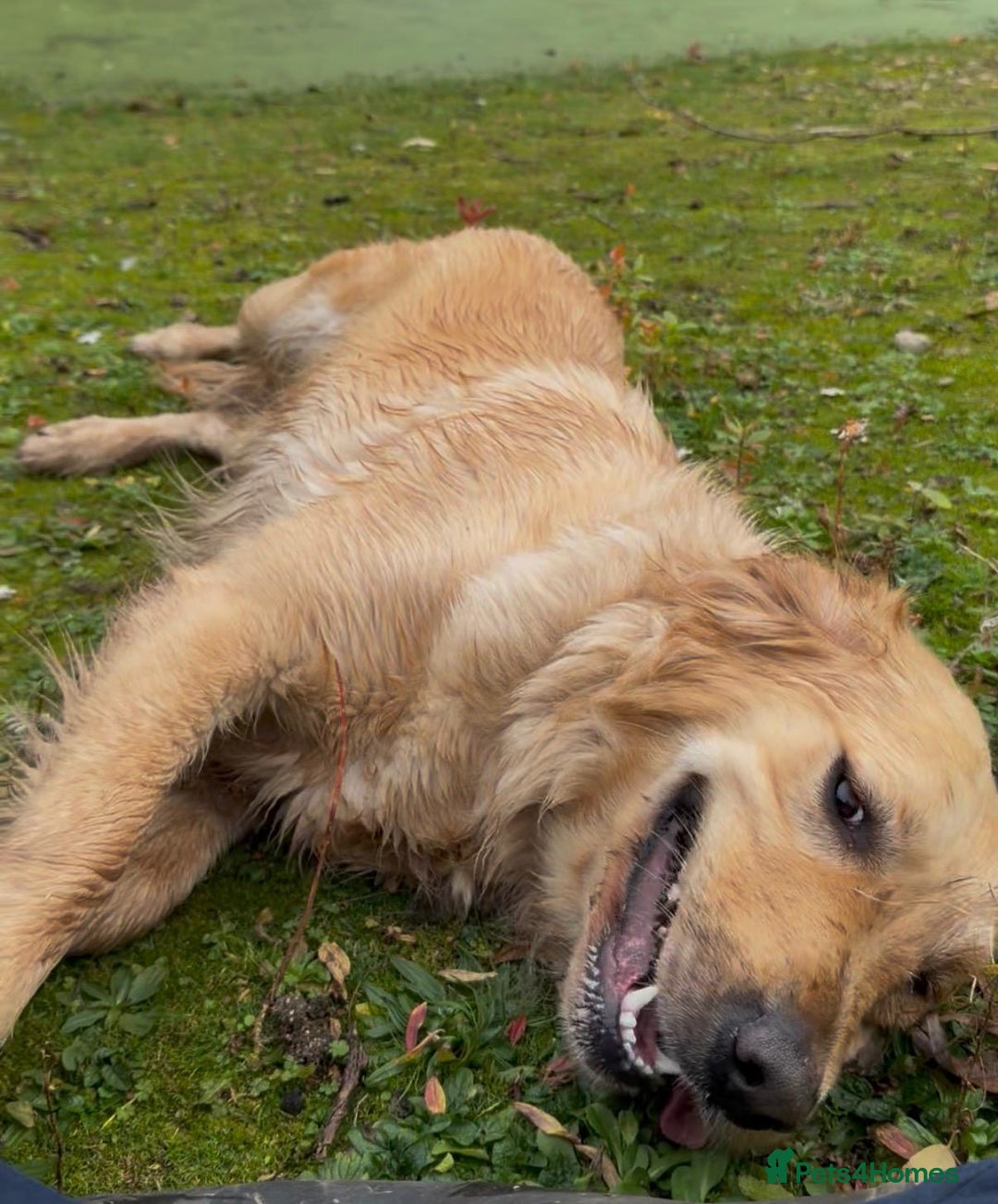 Golden Retriever dogs for sale: KC Pedigree Golden Retriever Female Adult - Image 2