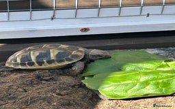 Hermann Tortoise reptiles for sale: Herman tortoise’s  looking for a loving home  - Image 6
