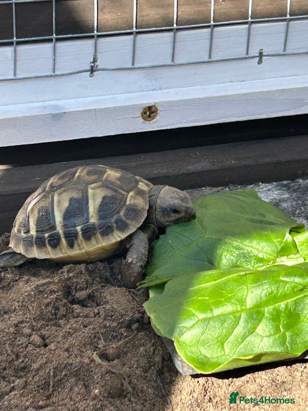 Hermann Tortoise reptiles for sale: Herman tortoise’s  looking for a loving home  - Image 6