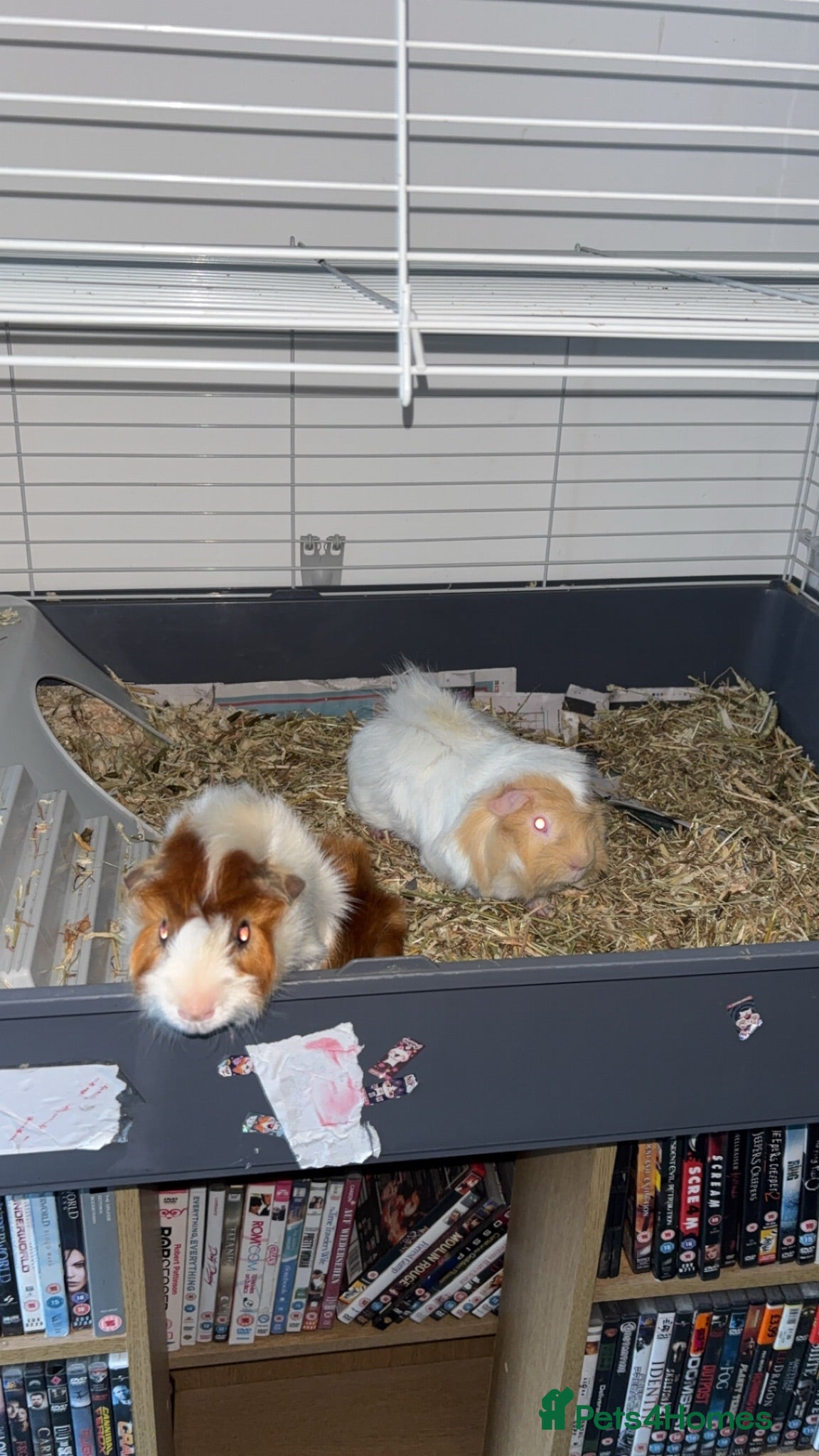 Guinea Pig rodents 2 bonded males  - Advert 1