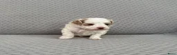 Maltipoo dogs for sale: Beautiful Maltipoochon puppies  - Advert 12