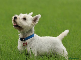 West Highland Terrier dogs in Taunton - Advert 10