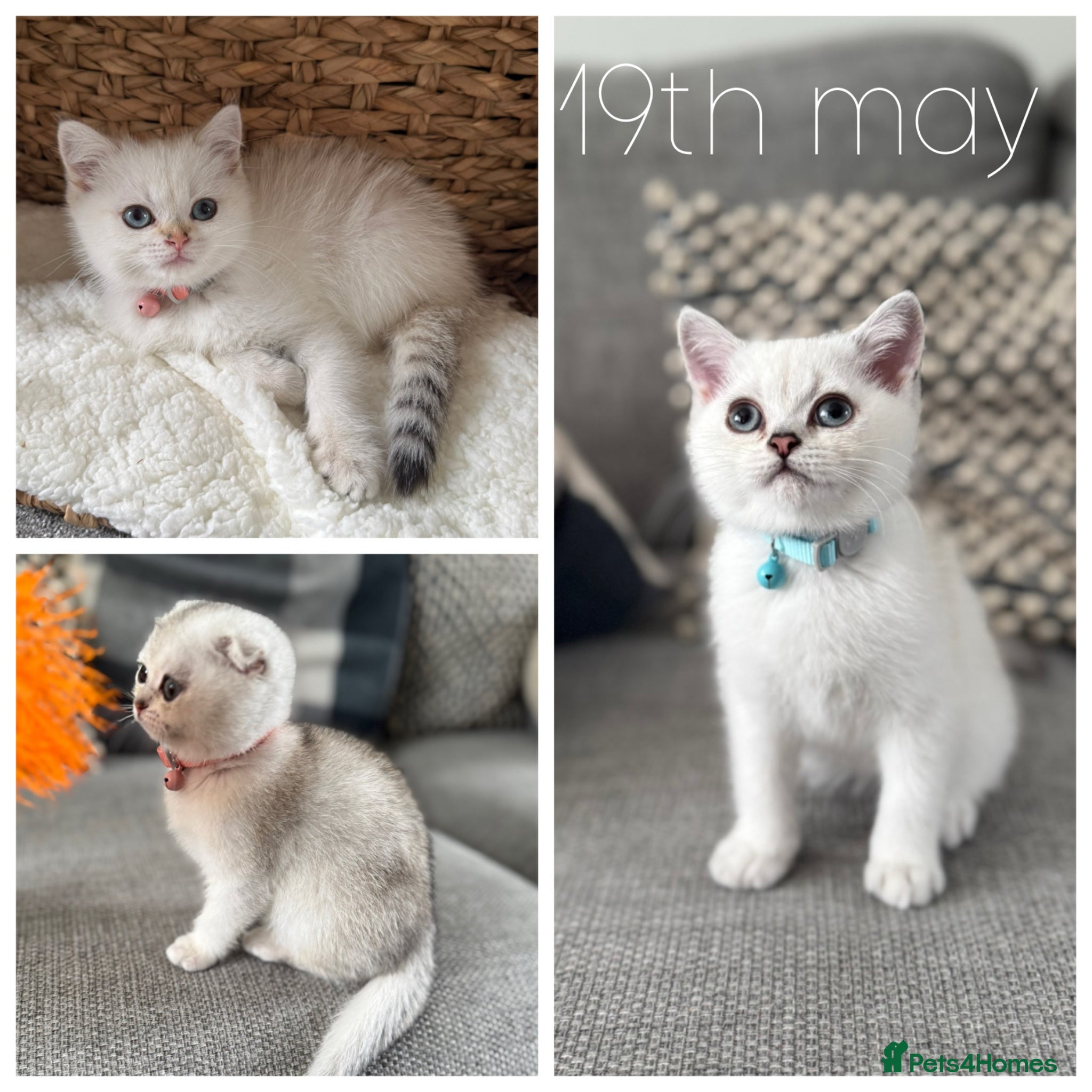 Scottish Fold cats Scottish Folds/straights white - ready to leave  - Advert 13