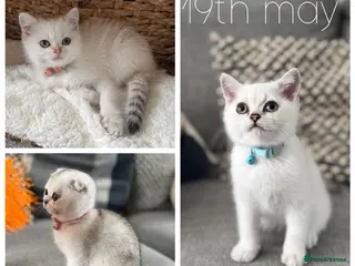 Scottish Fold cats Scottish Folds/straights white - ready to leave - Advert 13