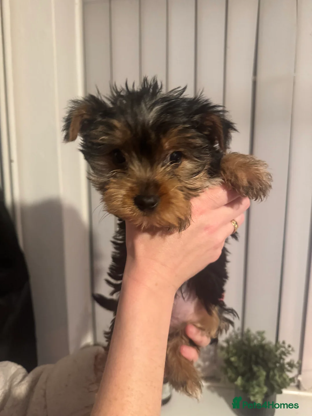 Yorkshire Terrier dogs for sale: Very small Female Yorkshire Terrier - Advert 6