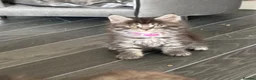 Maine Coon cats for sale: Maine coon kittens  - Advert 2