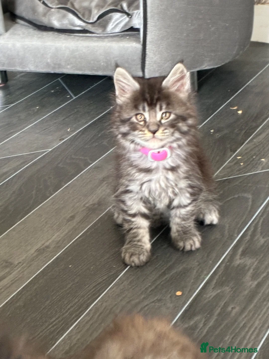 Maine Coon cats for sale: Maine coon kittens  - Advert 2