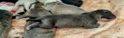 Mixed Breed dogs for sale: Cane corso/American bully/American staff puppies  in Wadhurst - Advert 8