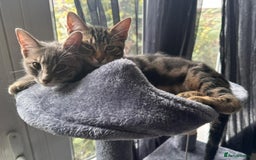 Bengal cats for sale: Gemini grey beauties - Image 32