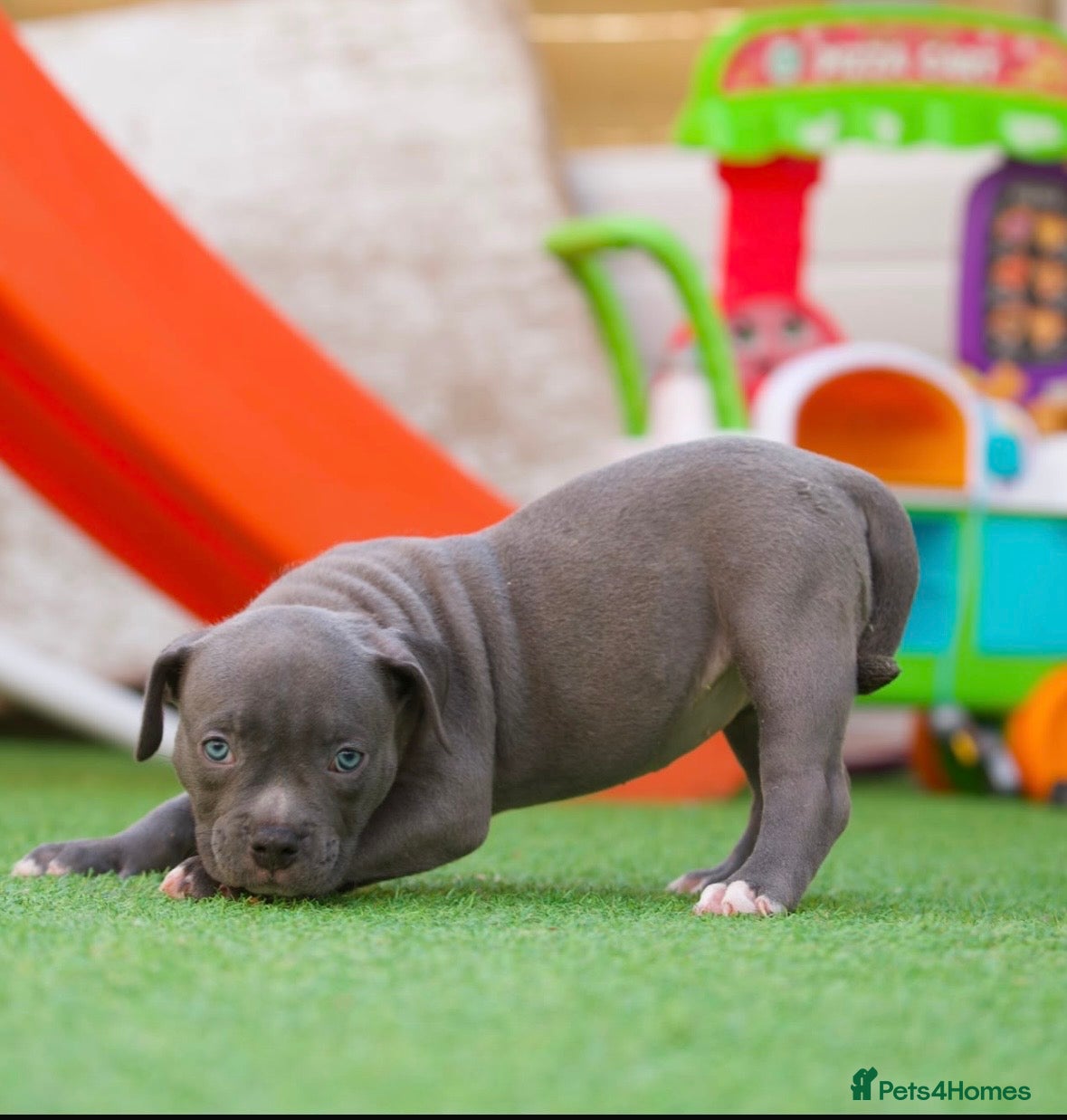 American Bully dogs for sale: Pocket bully pups for sale  - Advert 6