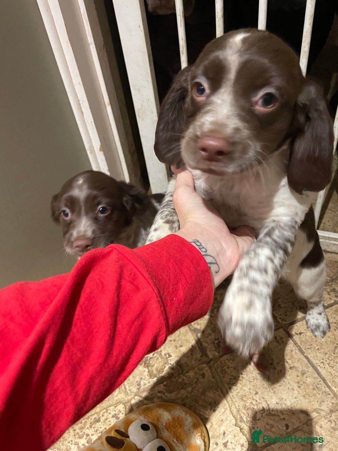 Mixed Breed dogs for sale: Mixed spaniels  - Advert 2