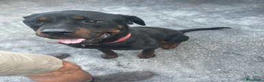 Rottweiler 1