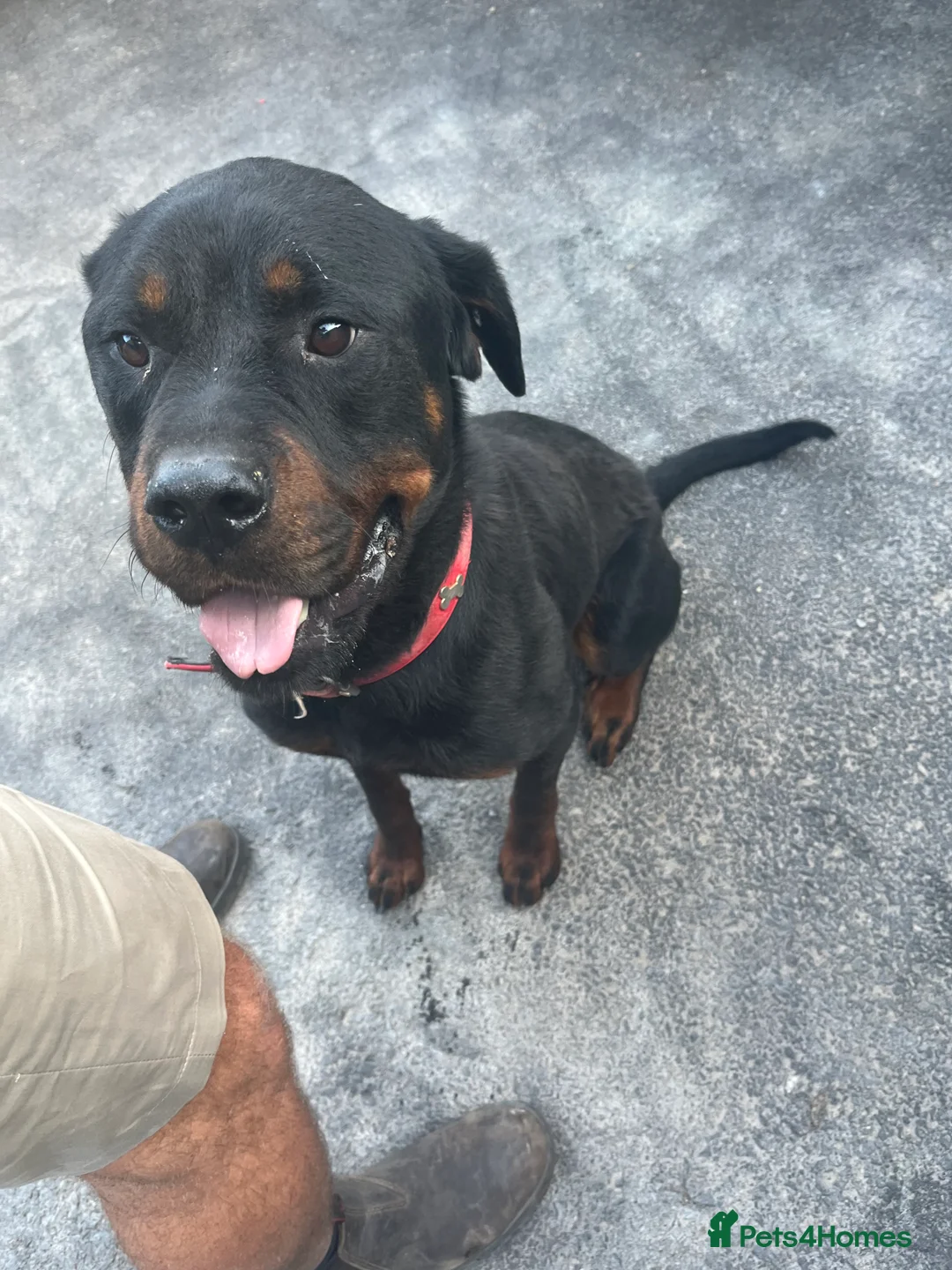 Rottweiler dogs for sale: Rottweiler for rehome in Guildford - Advert 2