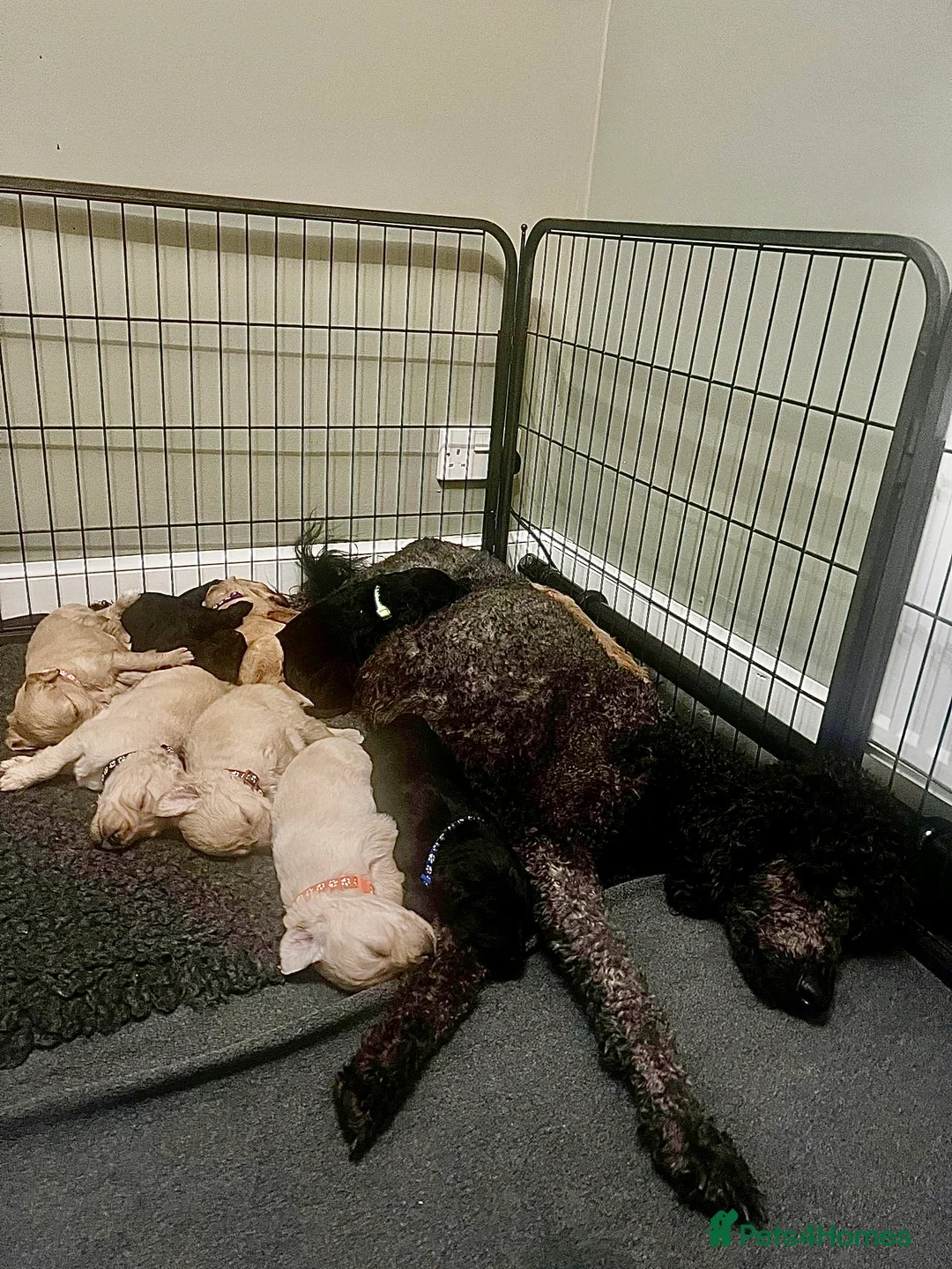 Goldendoodle dogs for sale: F1 Goldendoodles 🖤💛 - Advert 38