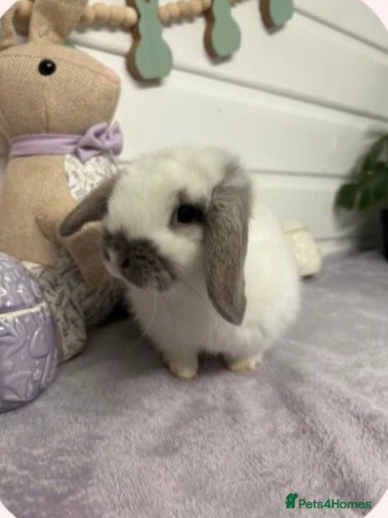 French Lop rabbits Mini lops - Advert 14
