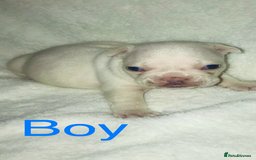 French Bulldog dogs for sale: 3 beautiful French bulldogs  - Image 3