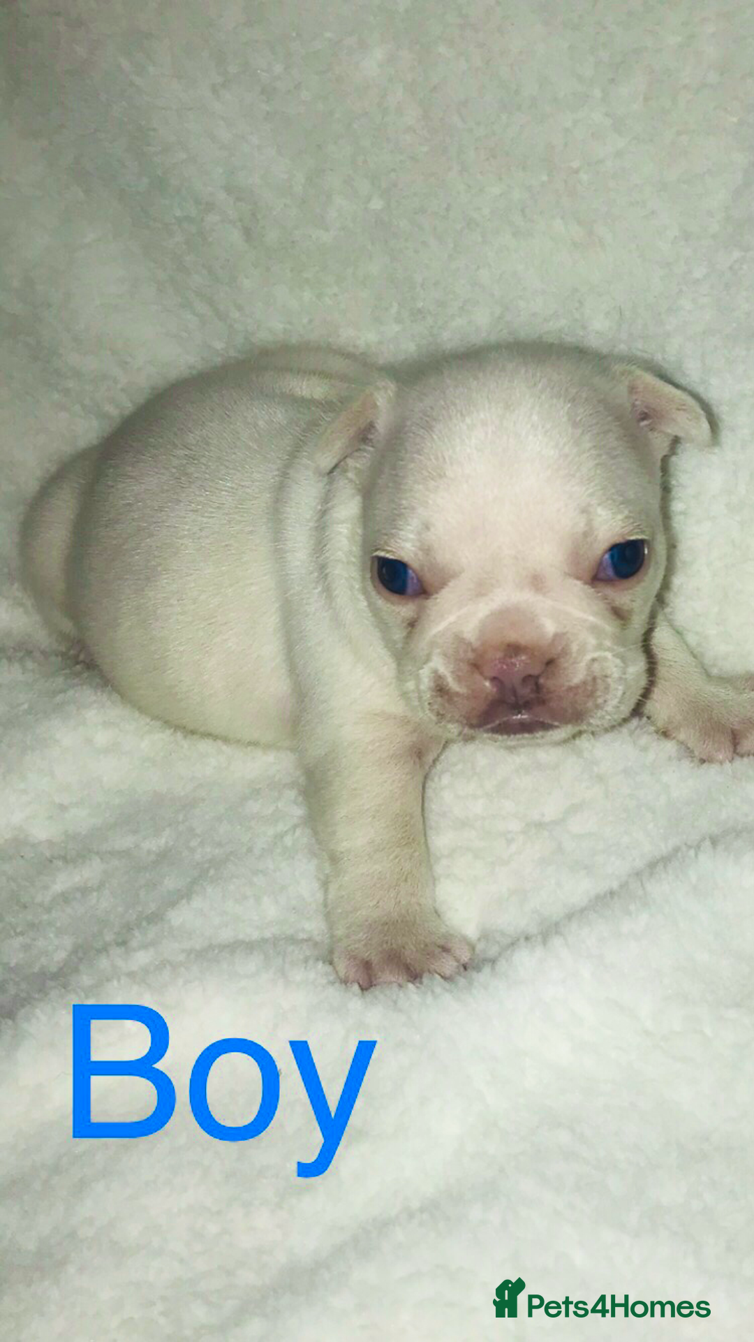 French Bulldog dogs for sale: 3 beautiful French bulldogs  - Image 3